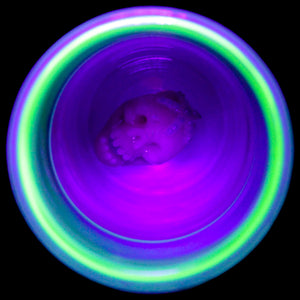 Starfish Skull In A UV Shot